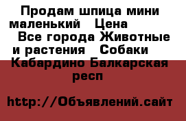 Продам шпица мини маленький › Цена ­ 15 000 - Все города Животные и растения » Собаки   . Кабардино-Балкарская респ.